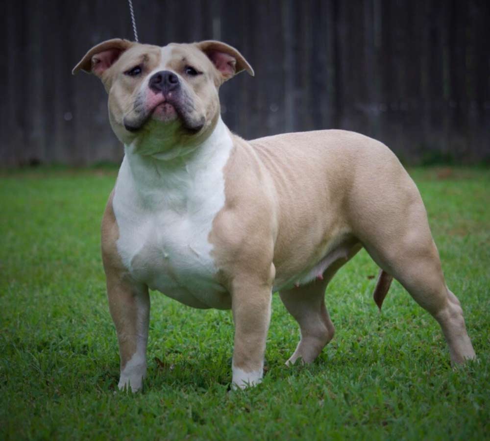 Kahler's 1st Bully Kennels "Odessa"