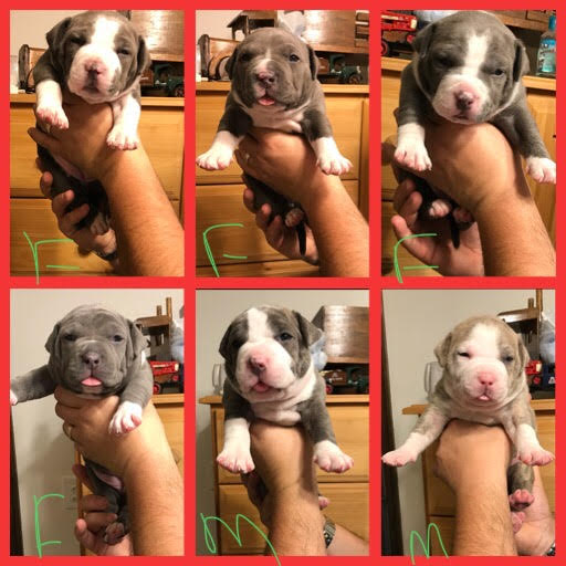 Champion Diezel X Auctavia born 12/16/17