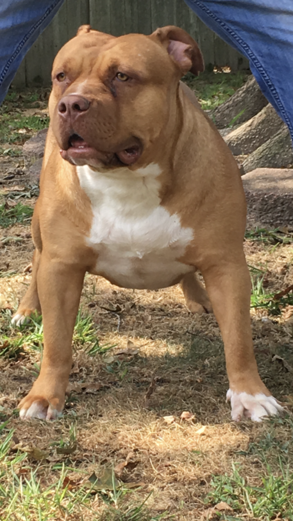 Kahlers 1st Bully Kennels "Xiomara"