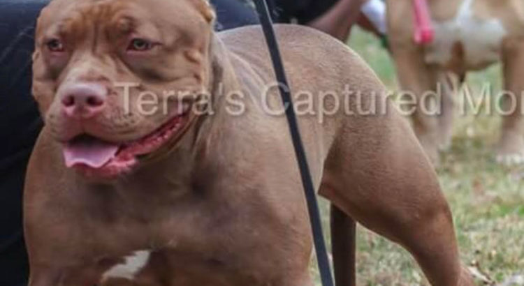 Kahler's 1st Bully Kennels "Godiva"